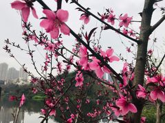 -重庆彩云湖湿地公园