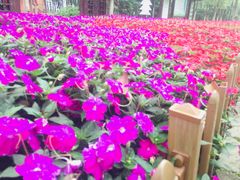 -艾溪湖湿地公园