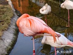 -灵玲国际马戏城