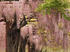 -嘉定紫藤园