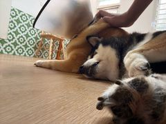 -是阿柴呀！柴犬咖啡·爱喵喵猫咖