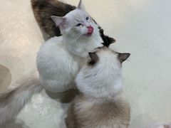 -藏猫猫咖啡主题馆(中央大道店)