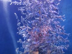 -成都浩海立方海洋公园