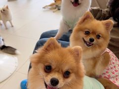 -怪兽屋·羊驼·猫咖·狗咖(俊华广场店)