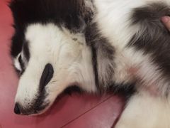 -和它·交个朋友·狗咖猫咖(爱琴海店)
