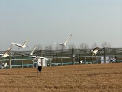 -盐城丹顶鹤湿地生态旅游区