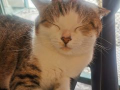 -喵屿·大理花园猫咖