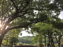 -苏州上方山国家森林公园