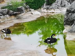 -千岛湖石林