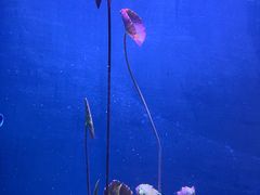 -海合安武汉极地海洋公园