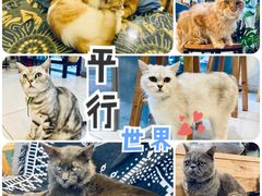 -平行世界·猫咖(首经贸店)