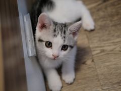 -欣宠猫屋·矮脚拿破仑·蓝金金渐层