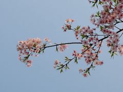 -顾村公园