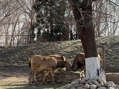 -北京野生动物园