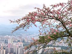 -风云岭森林公园