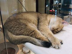 -momokira米努特·德文卷毛猫·棉花面纱犬
