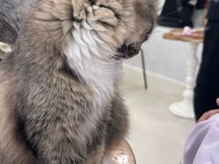 -共舞时光猫咖·狗咖(新街口店)