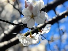 -高东镇樱花园
