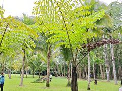 -中国科学院西双版纳热带植物园