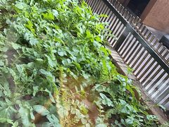 -黄山老妈·土菜(碧桂园店)