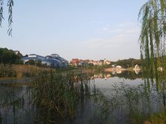 -大塘金香草谷