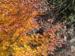 -山王坪喀斯特国家生态公园