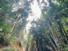-黄埔油麻山森林公园