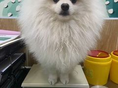 -瑞派名望24h动物医院异宠专科·猫专科·骨科·重症监护分院