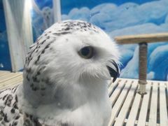 -成都浩海立方海洋公园