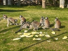 -上海野生动物园