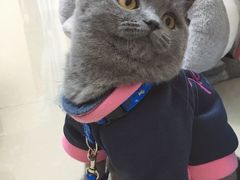 -袖虎·猫馆(体育西路店)