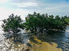 -宝安西湾红树林湿地公园