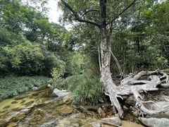 -海南热带雨林国家公园吊罗山景区