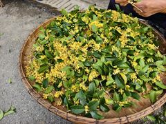 -苏州市吴中区光福窑上花果蜜饯厂