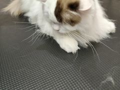 -FAELING PETS美天灵宠物(富力广场店)