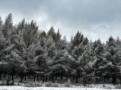 -塞罕坝国家级自然保护区