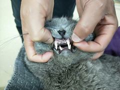 -爱侣宠医·鹦鹉专科·小型哺乳类·异宠专科(灵石路店)