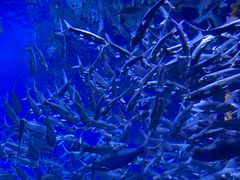 -成都浩海立方海洋公园