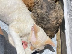 -琪喵猫屋·撸猫猫咖·猫舍