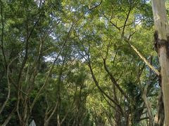 -银湖山郊野公园-相思林