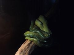 -上海大自然野生昆虫馆(东方明珠·爬宠昆虫探索中心)