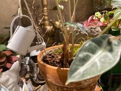 -Miss花间(朝阳大悦城旗舰店)