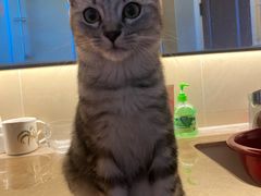 -天使宠物医院·犬猫分诊(彩虹店)