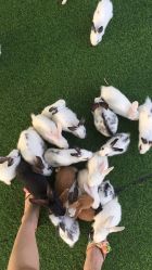 -萌宠亲子动物乐园(槐房万达店)