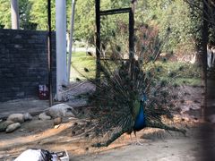 -合肥滨湖国家森林公园