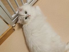 -猫在这儿猫咪咖啡馆·撸猫馆