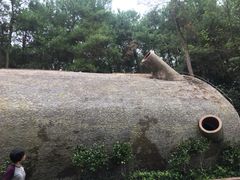 -铁山坪森林公园