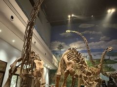 -自贡恐龙博物馆