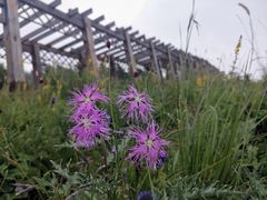 -白草畔自然风景区