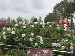 -曹州牡丹园